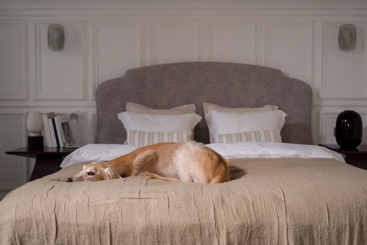 Perro descansando sobre la cama de una habitación